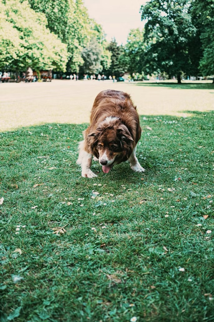 An older collie trotting happily in a green park